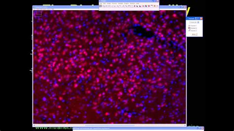 imagej tutorial.